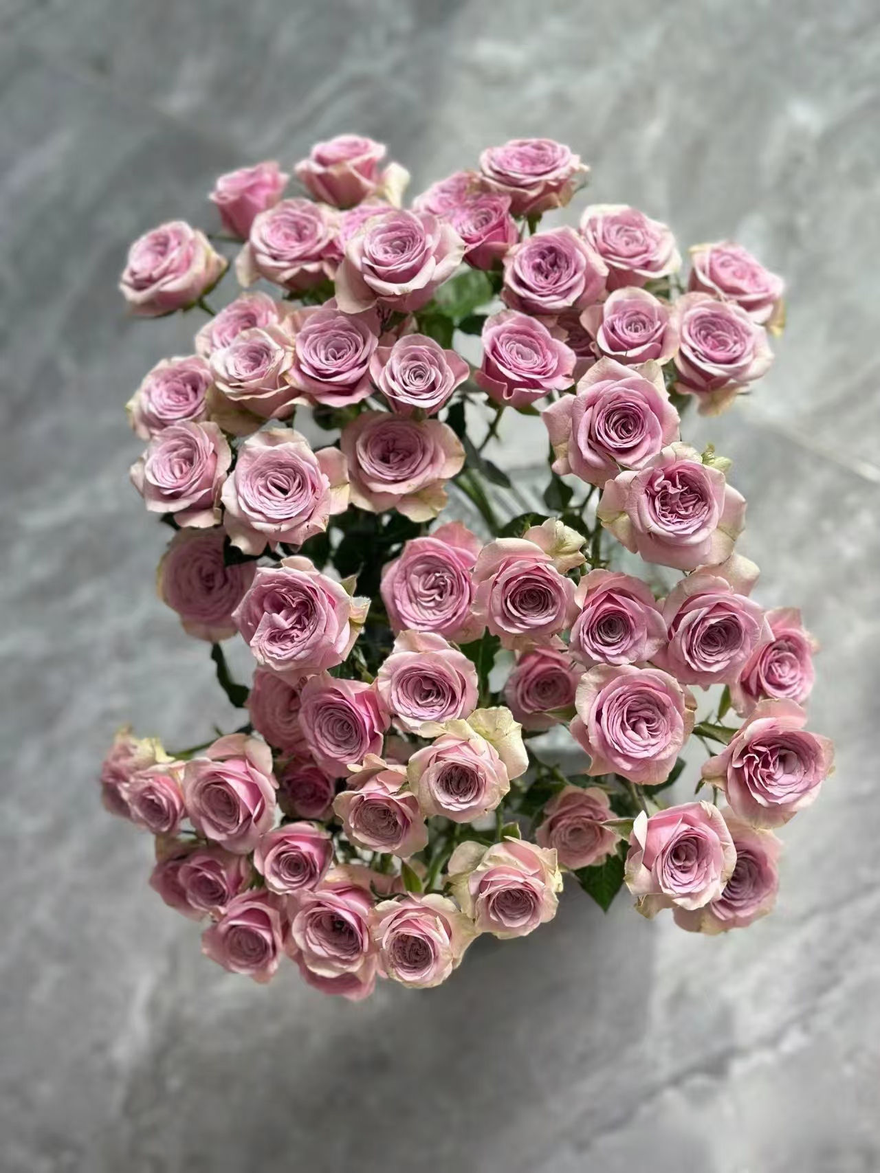 【买一送一】小头莱拉泡泡   多头玫瑰   云南鲜花 家养水养