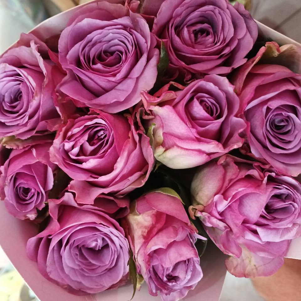 【买一送一】C级冷美人玫瑰10支    云南基地鲜花    家养水养