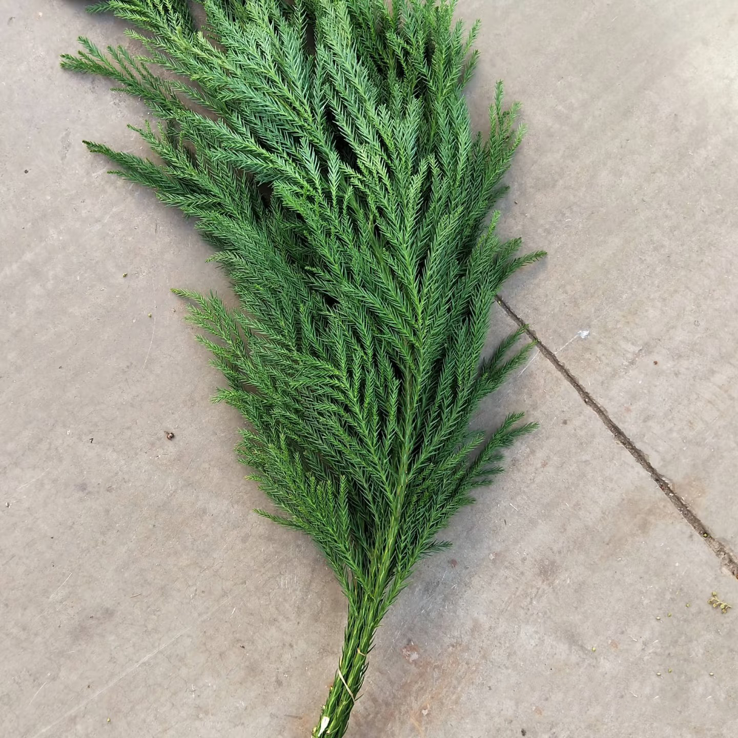 【买一送一】新鲜国产天竺少女圣诞花环装饰材料圣诞节松枝水培