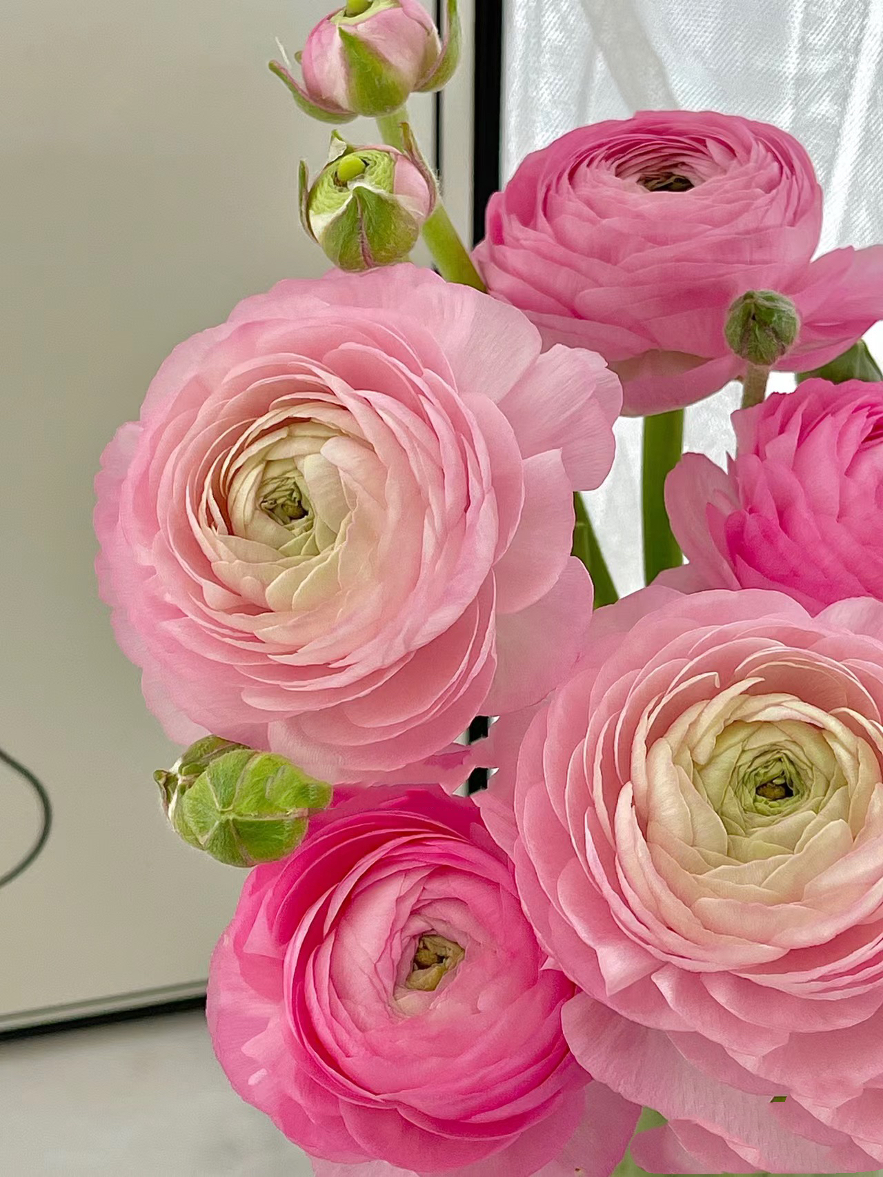 粉色洋牡丹一把   云南基地鲜花     基地直发