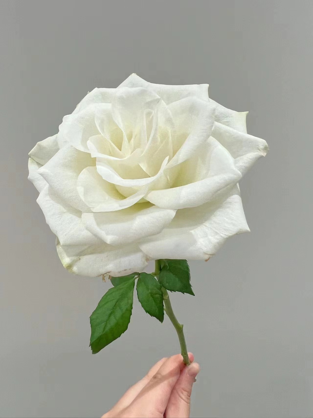 【买一送一】方德星荷雅典娜玫瑰10支 （白玫瑰）无土栽培花期长 