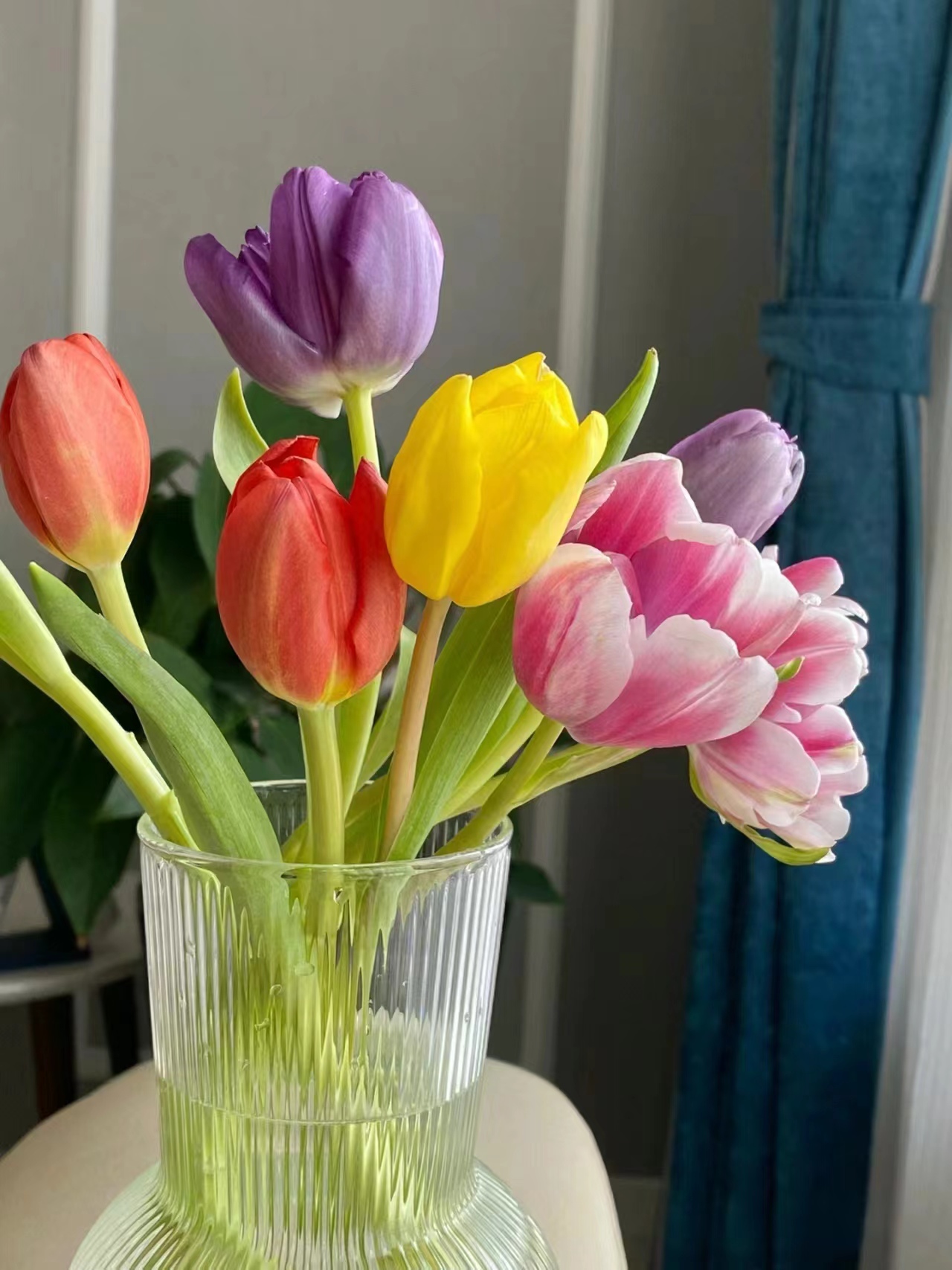 郁金香一把 方德维珍王朝迷雾红色白色橙色粉色紫色重瓣郁金香