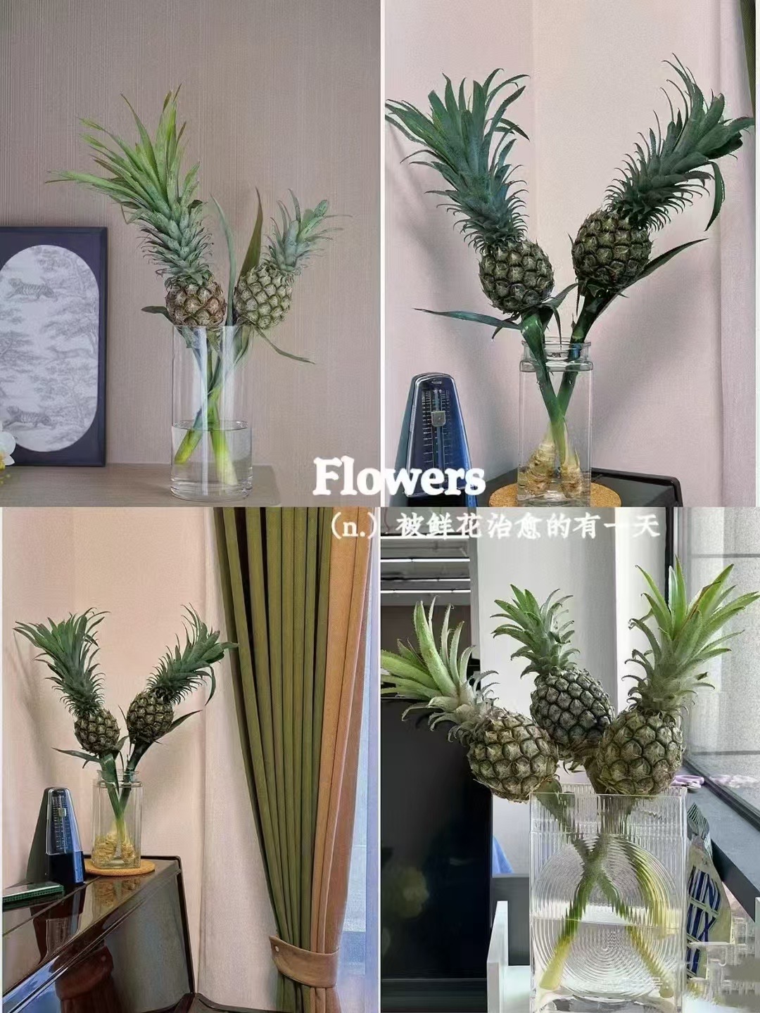 【买一送一】黑凤梨一支   寓意“好运驾到  财运亨通”  云南鲜花