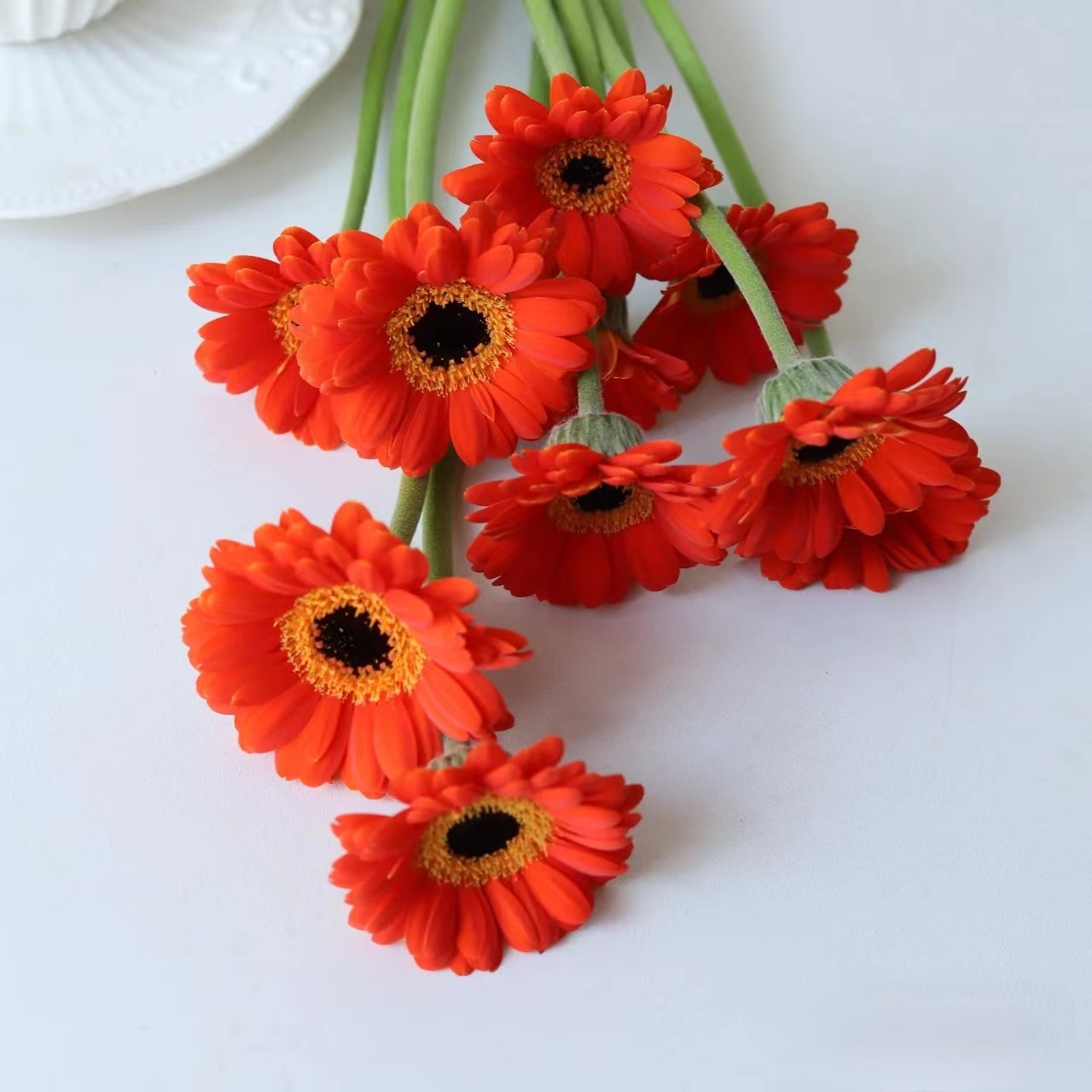 【买一送一】方德伊布非洲菊10支  云南基地鲜花直发    家养水养