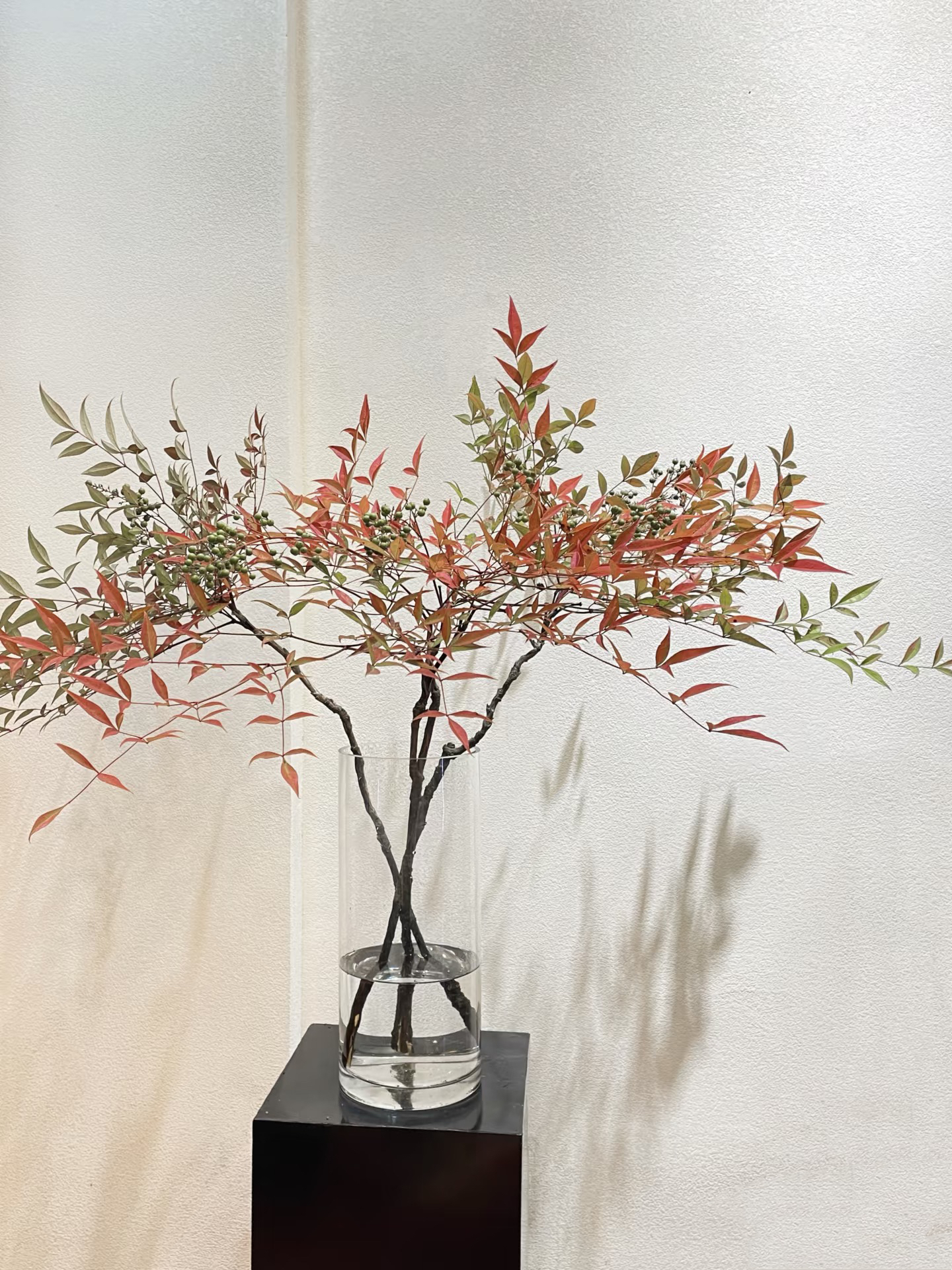 【源头 一手价】秋色南天竹  云南基地    鲜花     水养