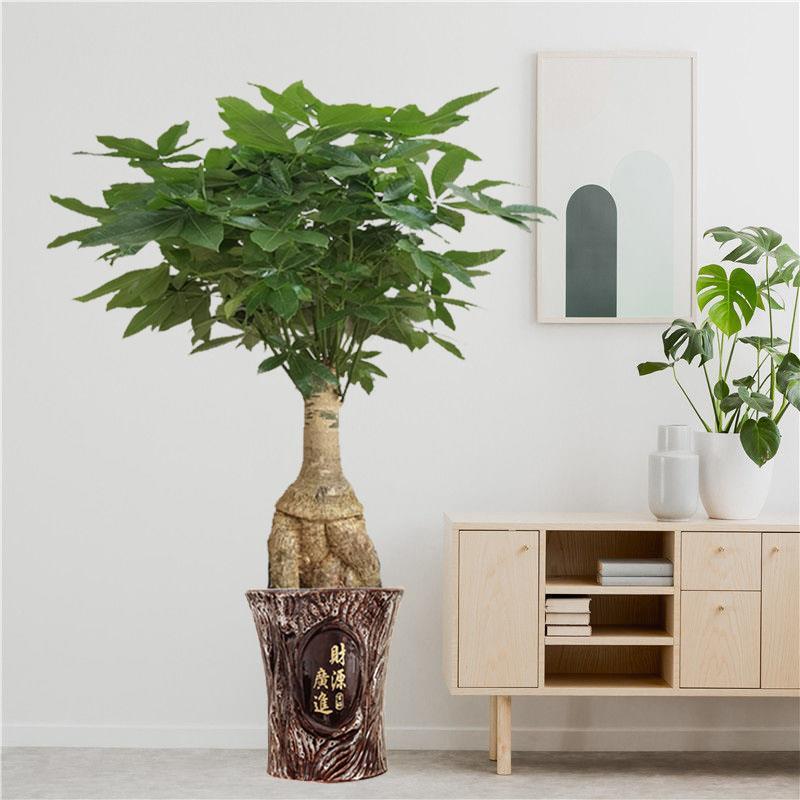 提根发财树枝条旺盛怪头盆栽开业乔迁旺宅送礼室内大型绿植好生长