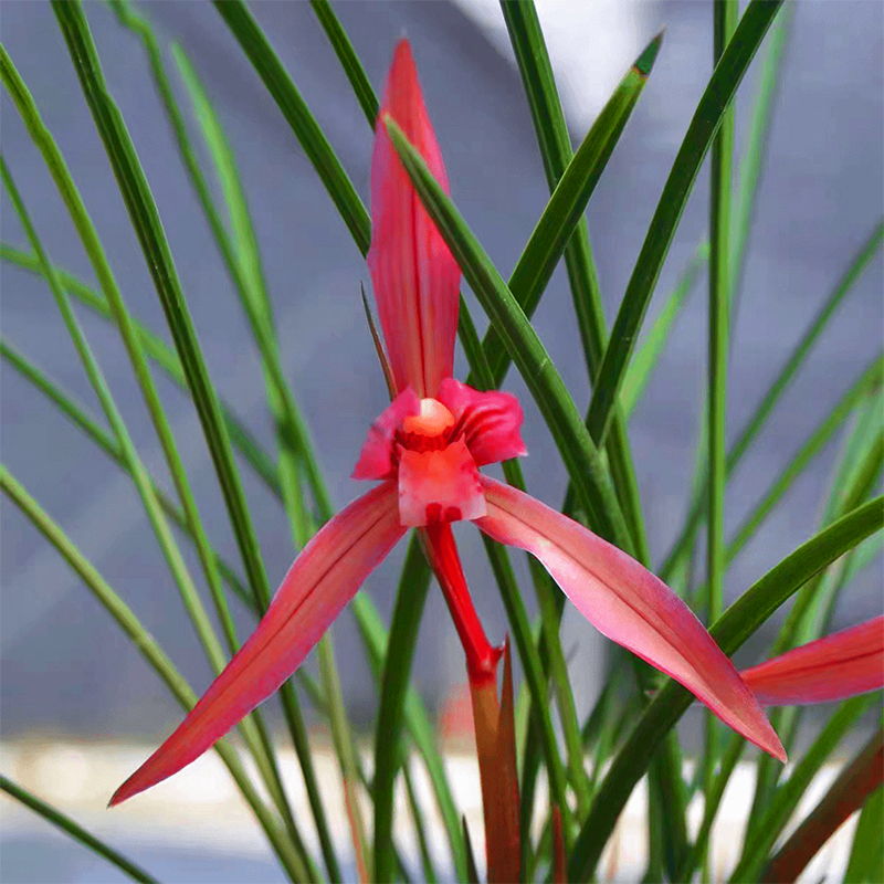 春兰【吴凤】花开浓香型细叶名品老种发货红艳室内绿植花卉好养易活