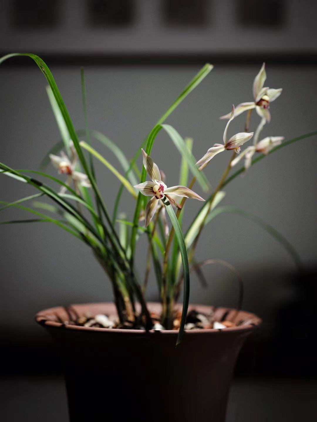 一杆多花幽香香味型春季惠兰 可种植观赏/绿色植株