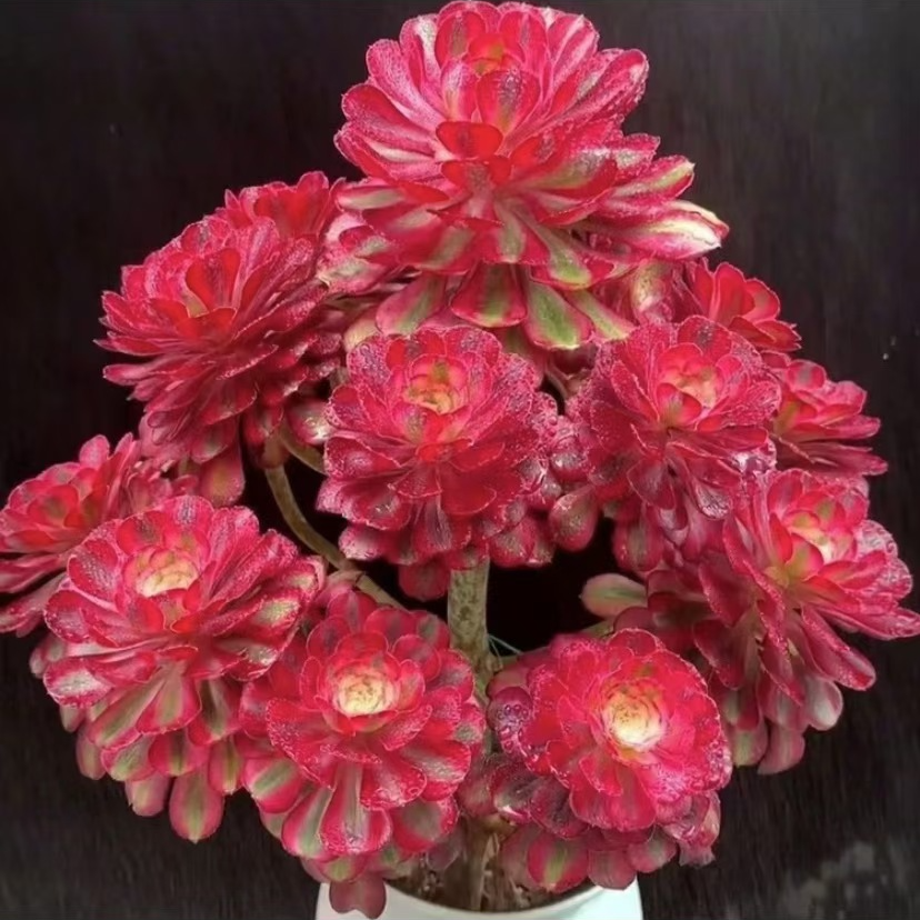 小安园艺寄养费，法师锦