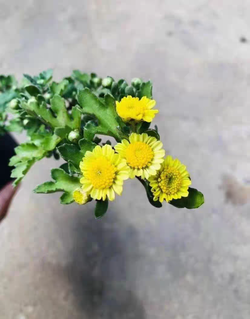 黄虎菊花盆景风好养活室内庭院绿植花卉四季常绿桌面盆栽