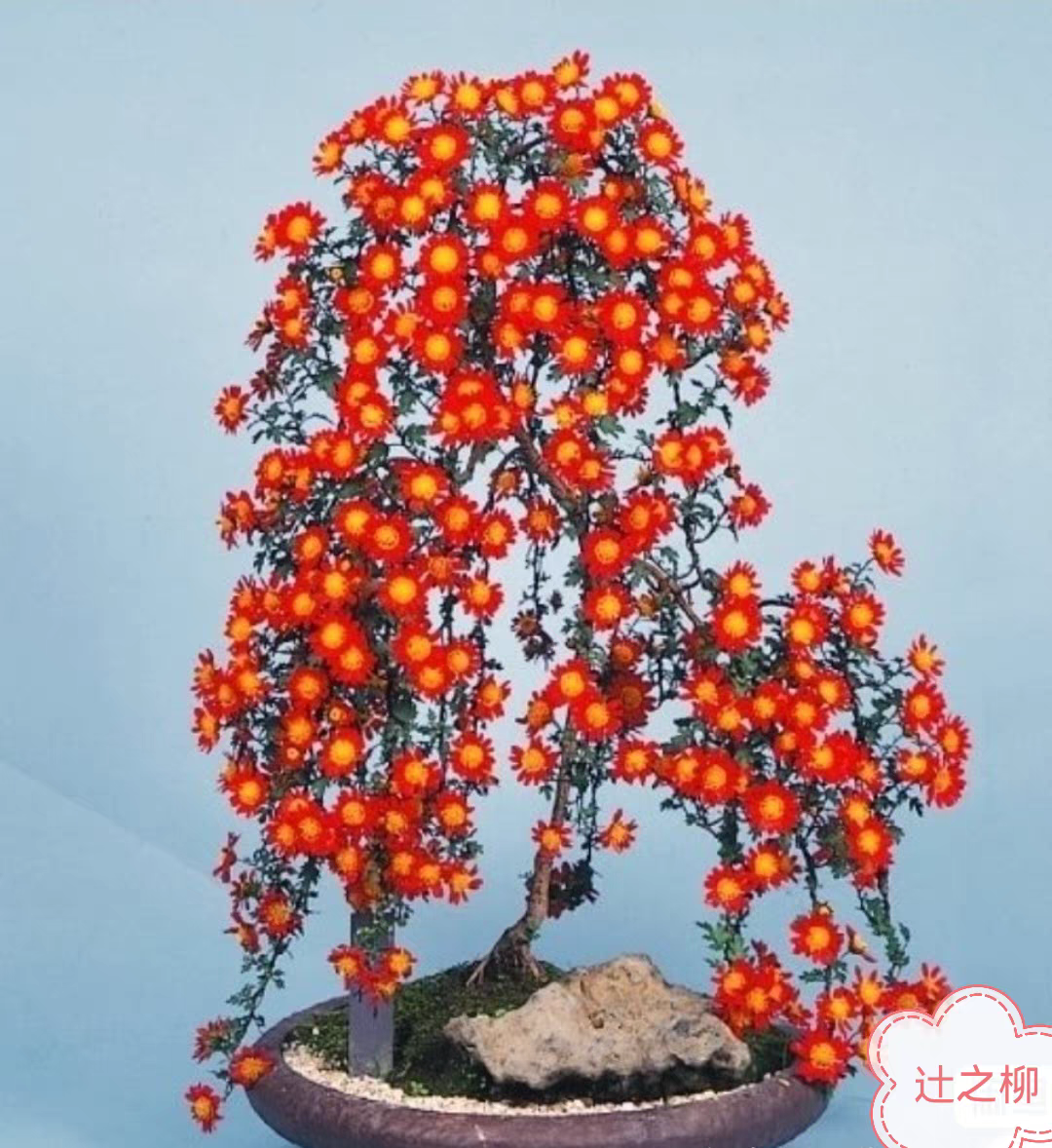 辻之柳菊花进口盆景风好养活室内庭院绿植花卉四季常绿桌面盆栽