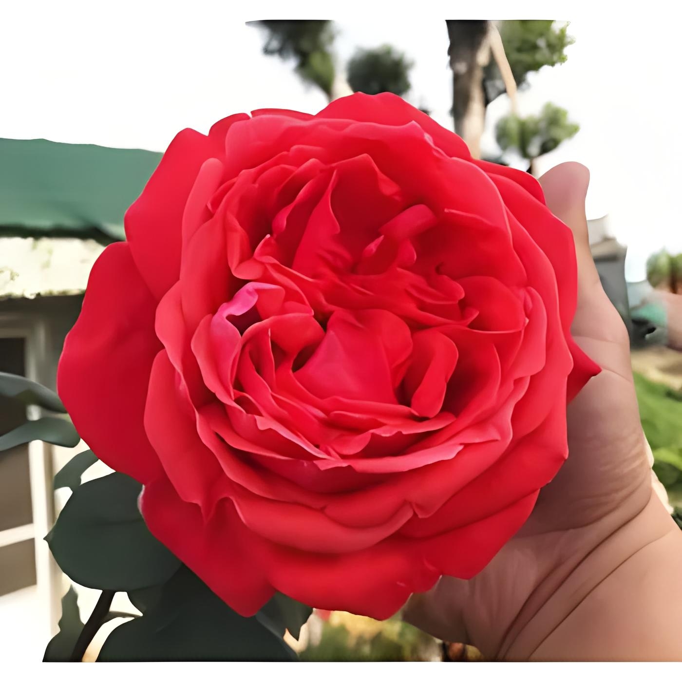 绯扇大花浓香型月季花夏季红色庭院玫瑰（三颗装）十公分杯苗