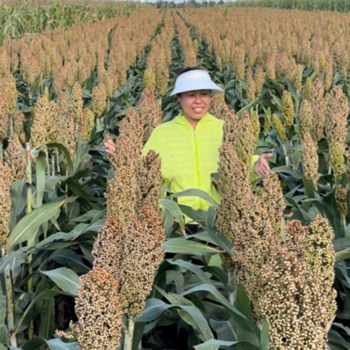 糯高粱东糯杂2000（3斤装烧酒吃饭都可以）