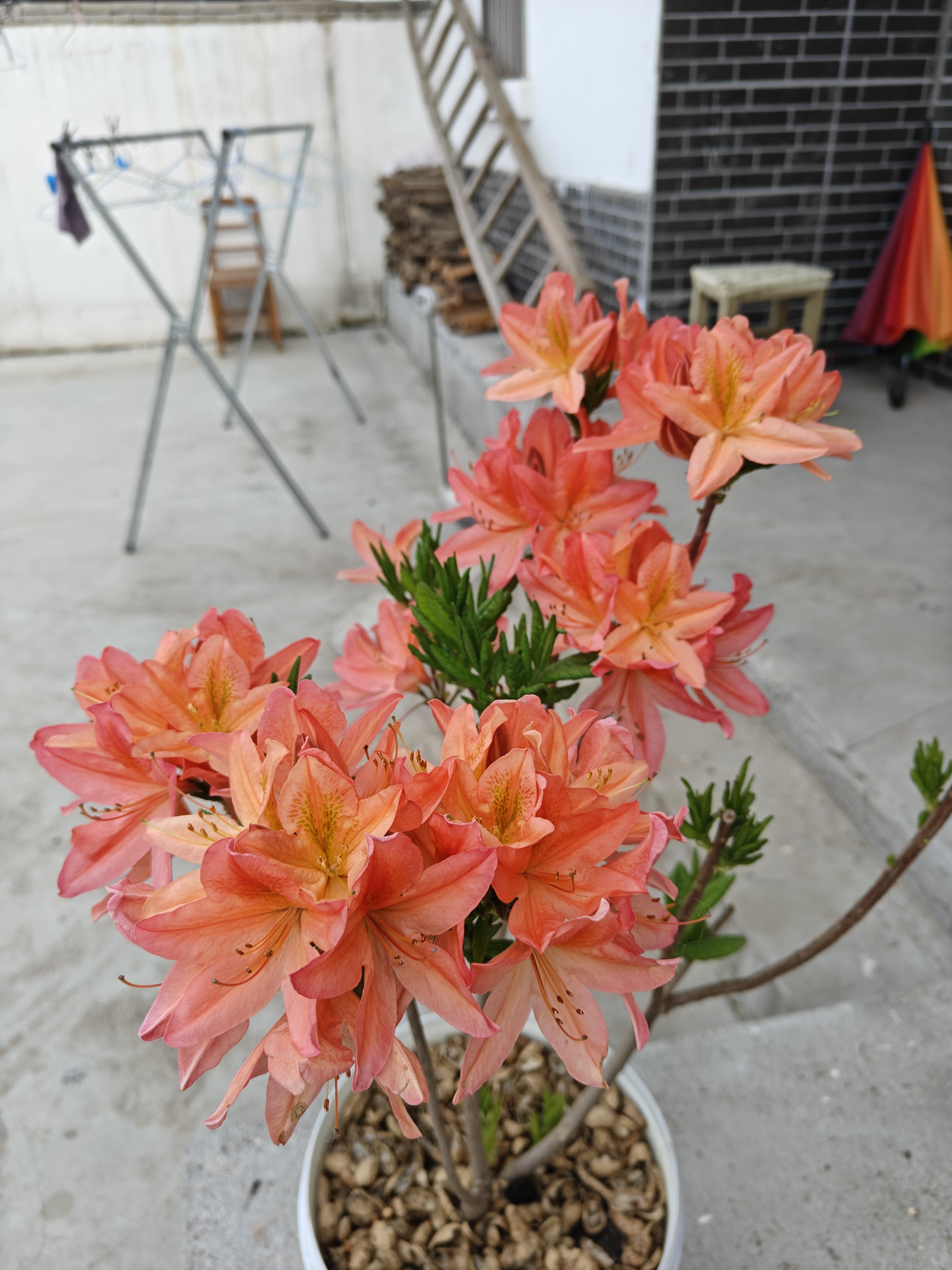 红枫杜鹃，橙红色高档落叶杜鹃，南北方均可种植，直播间一物一拍