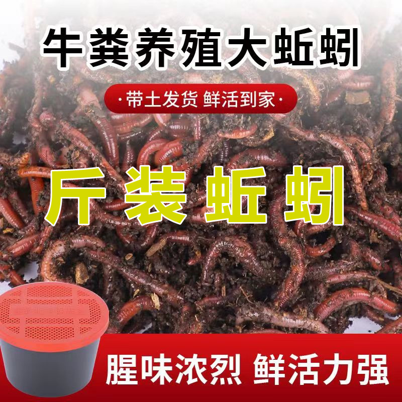 蚯蚓活饵鲜活红虫垂钓鱼饵料鲫鱼鲤鱼野钓黑坑鱼料打窝料鱼食通杀