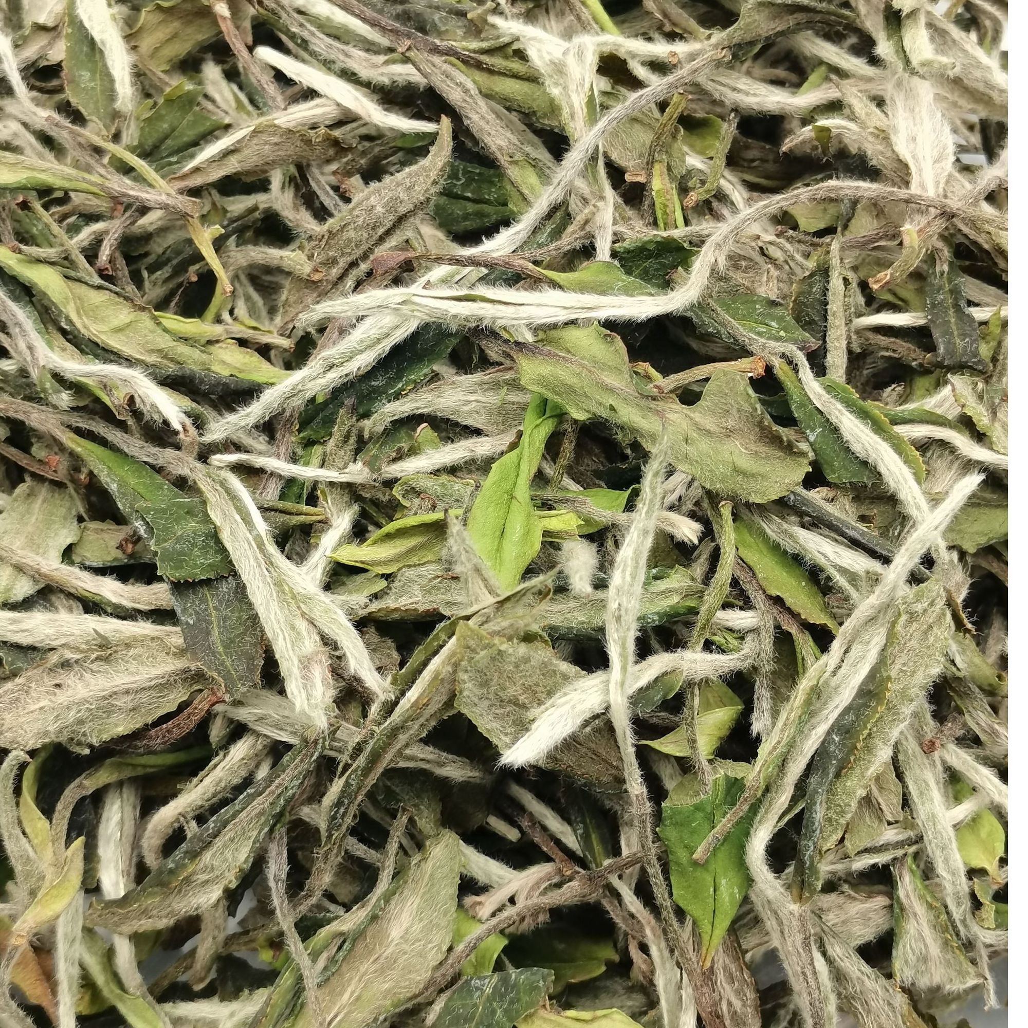 2024开春明前高山明前荒野白牡丹！花香，醇厚，清甜！