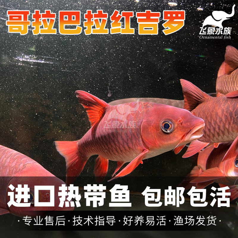进口原生观赏鱼活体T流哥拉巴拉红吉罗蓝吉罗野史盈江结鱼皇室金