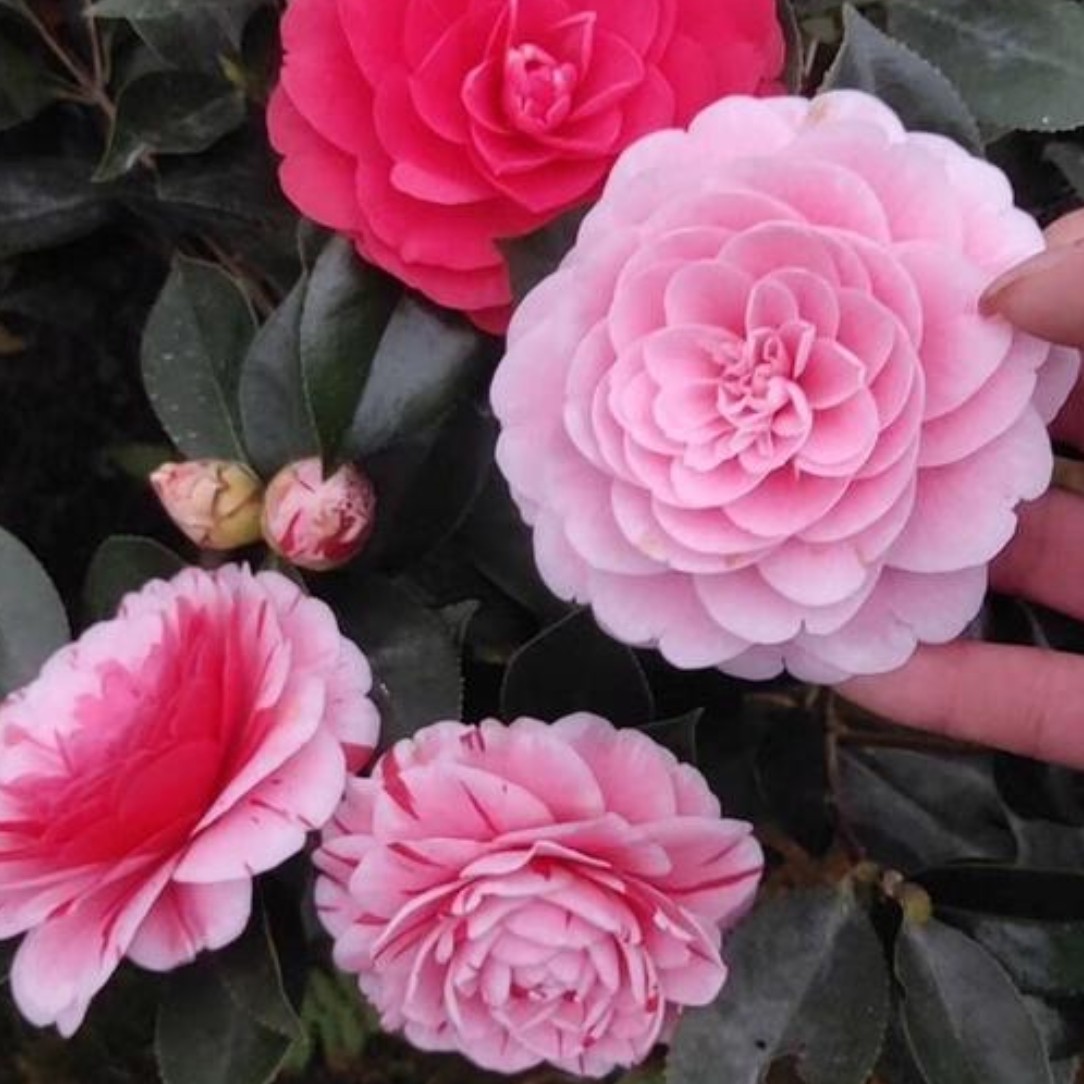 茶花五色赤丹一树多色阳台庭院种植