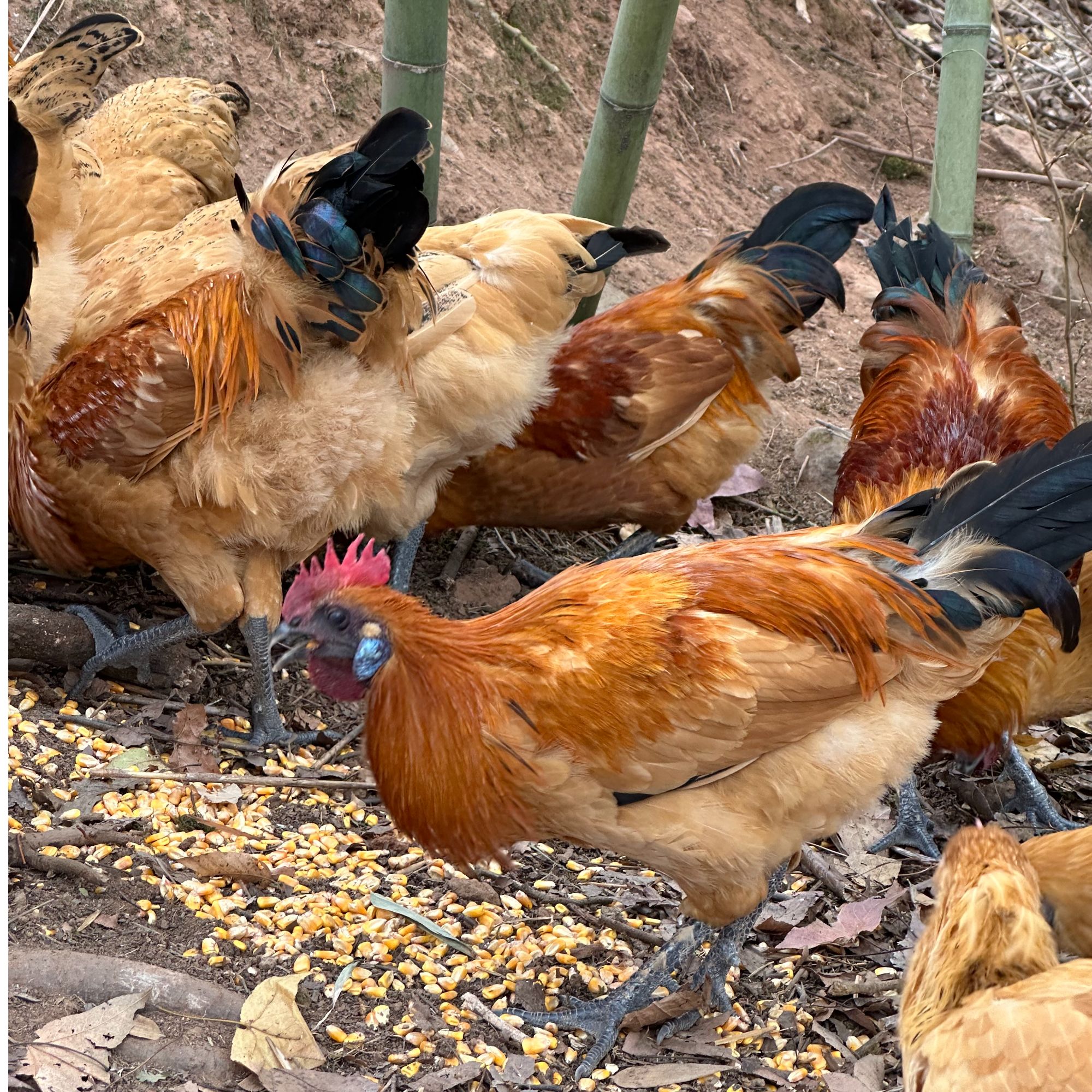 【顺丰包邮】正宗散养土公鸡老品种走地鸡大公鸡土鸡农村中国中方