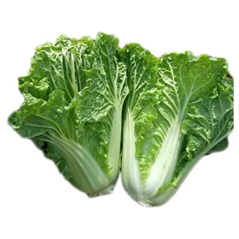青白菜