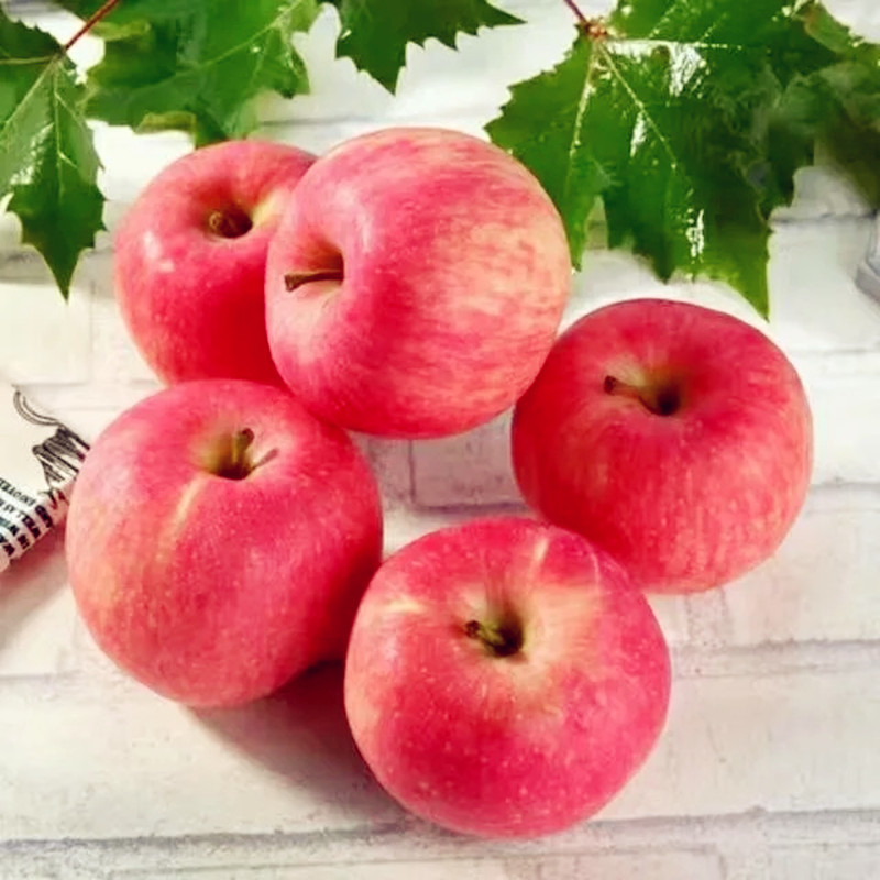 甘肃静宁苹果
