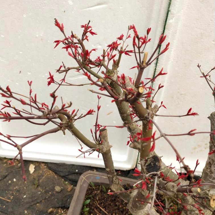 精品雀舌黄杨罗汉松济州针柏盆景一物一拍