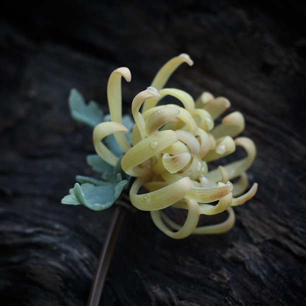 手工热缩片菊花发簪饰品头饰发饰古风