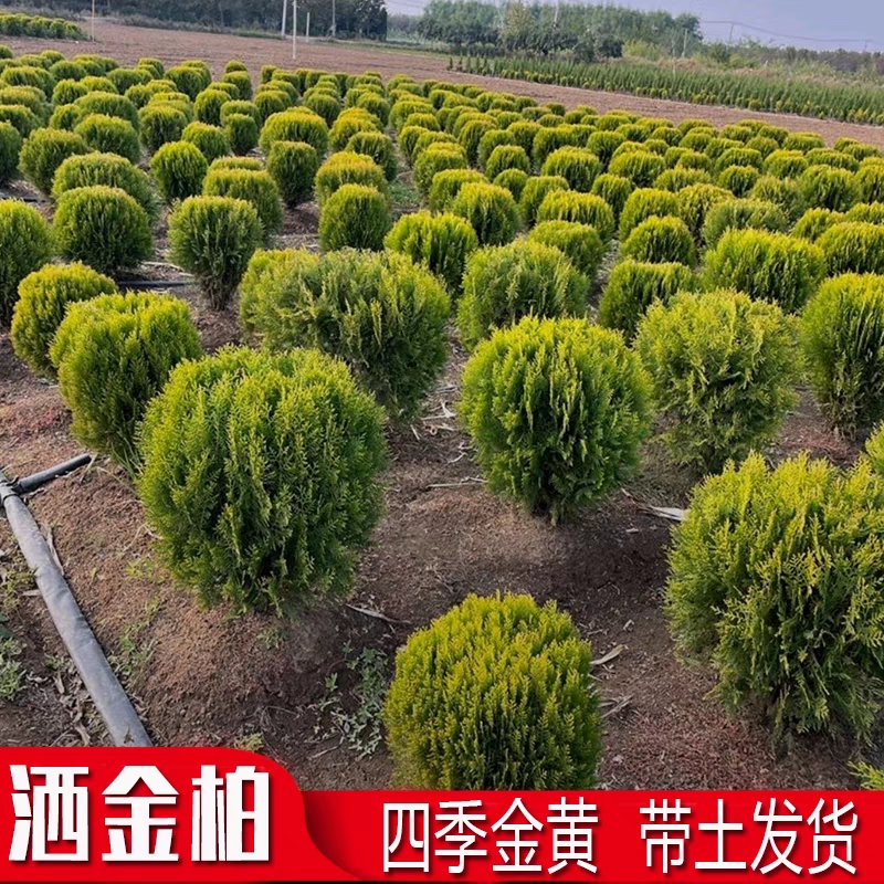 洒金柏球庭院别墅工程绿化苗木四季不落叶南边皆宜庭院球状绿植
