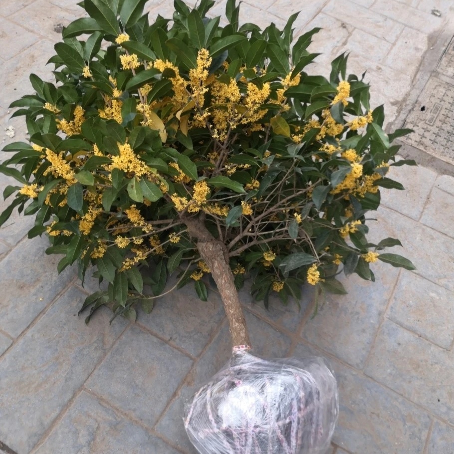 桂花树苗四季桂大型花卉八月庭院原生高杆西藏新疆不发货