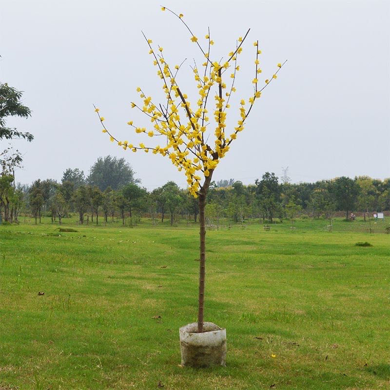 素心腊梅花树苗地栽庭院耐寒冬季开花卉植物阳台浓香原生高杆腊梅