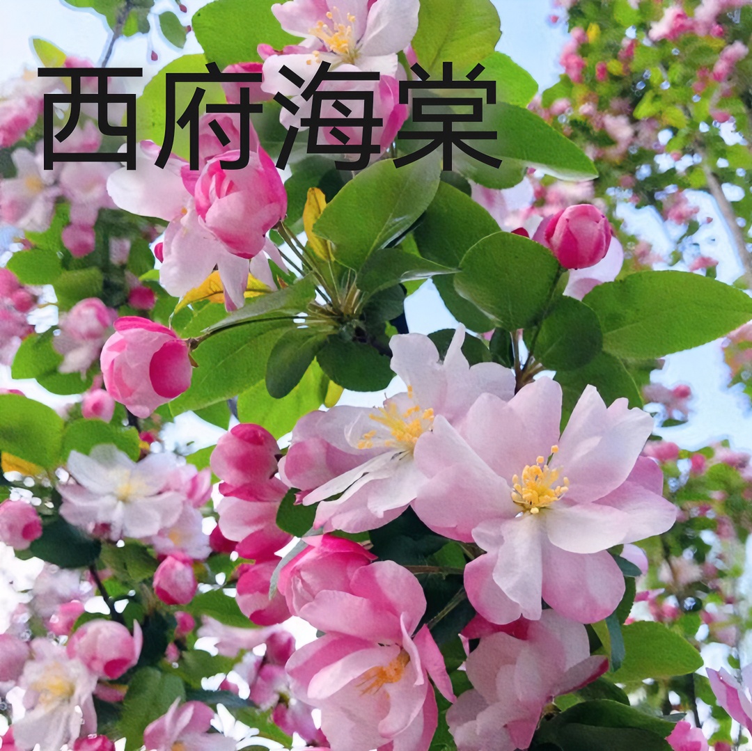 庭院地栽大颗西府海棠樱花垂丝海棠耐寒植物花好养