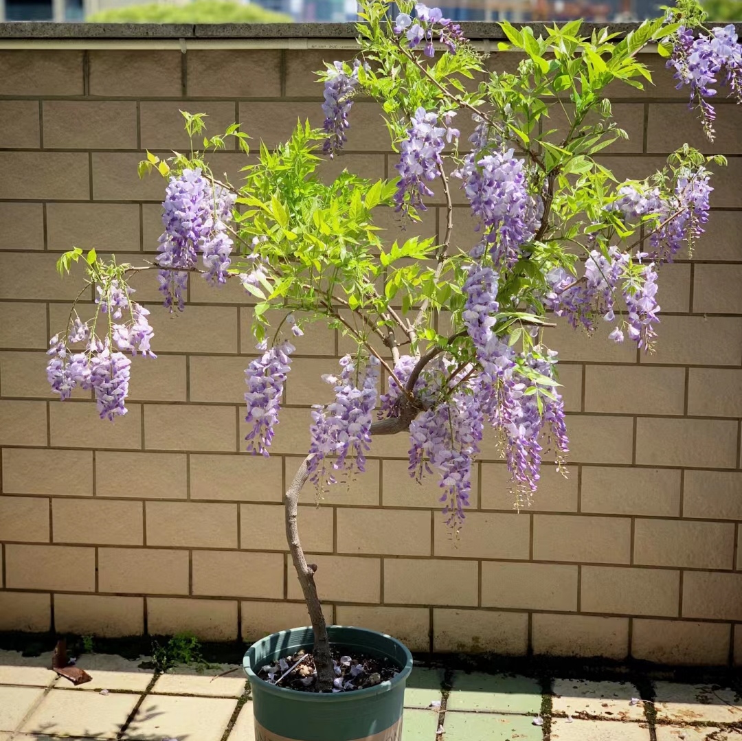 爬藤紫藤树苗庭院植物盆栽开花地栽长穗紫藤绿化树苗耐寒