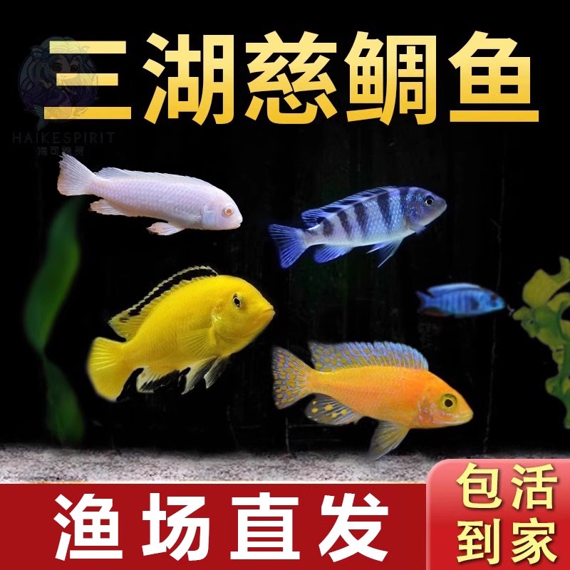 【小号】三湖慈雕鱼耐活活体马雕科坦雕非洲王子热带鱼小型的观赏鱼