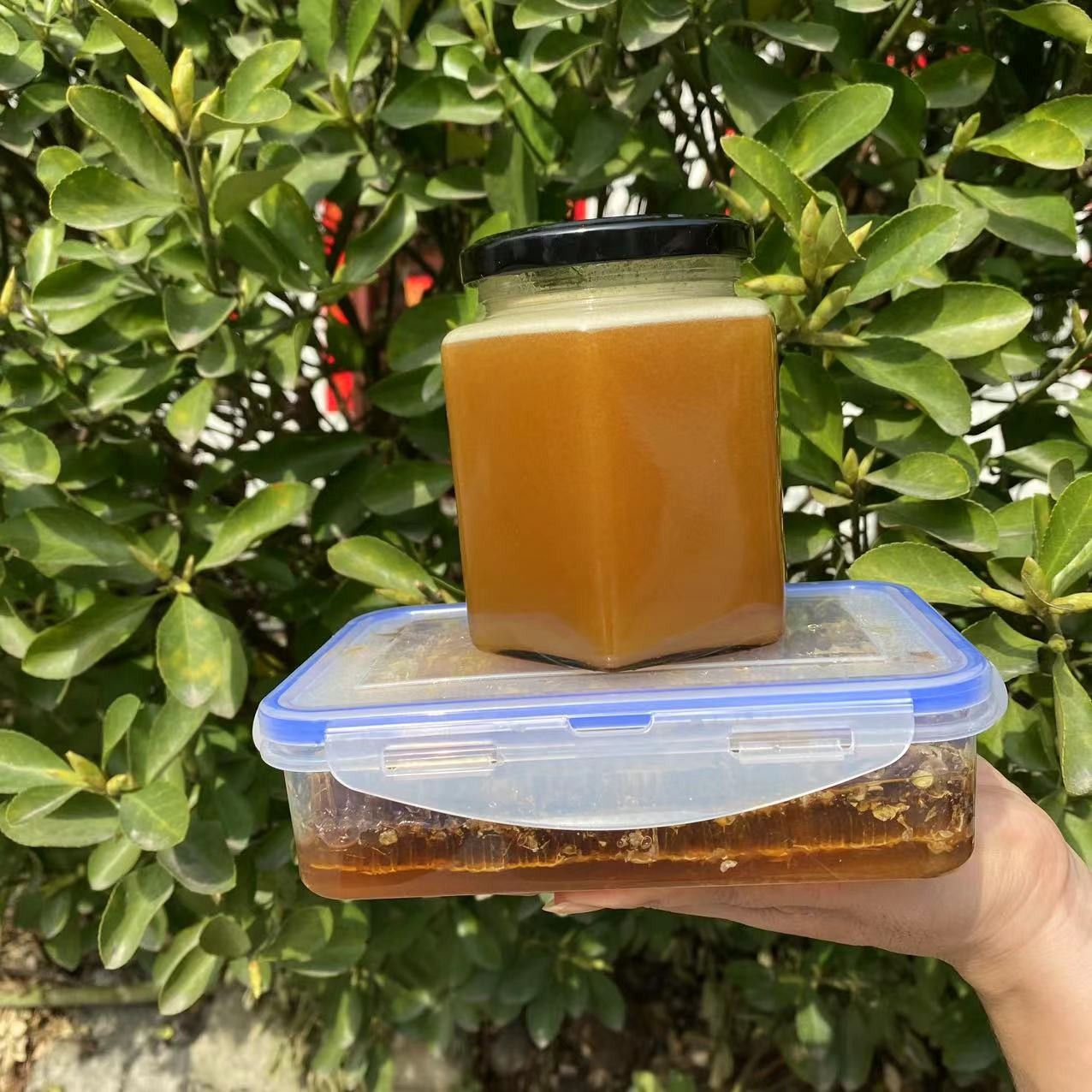 【土蜂蜜 +蜂巢】组合 秦岭深山木桶土蜂蜜天然无添加百花蜜500g