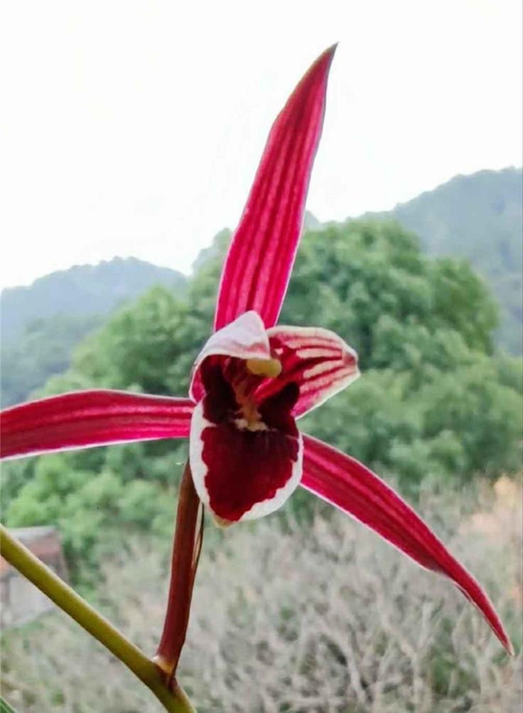 国兰组培科技专拍链接2