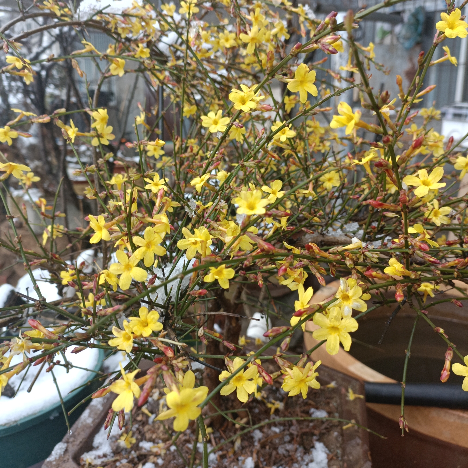 迎春花黄芦爱心果黄荆种植