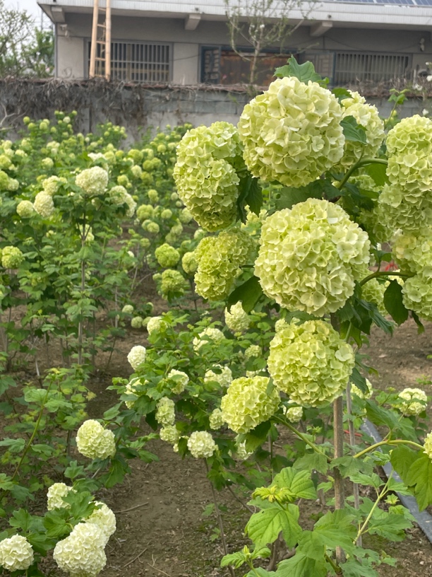 欧洲木 绣球满树爆花