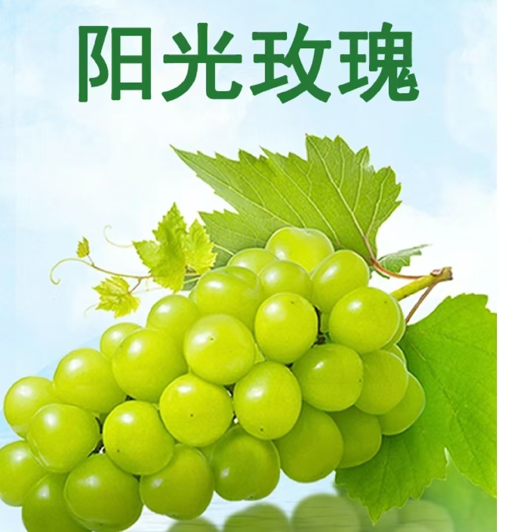 【果王】【顺丰快递】阳光玫瑰无籽玫瑰香甜多汁LW1整箱现摘现发