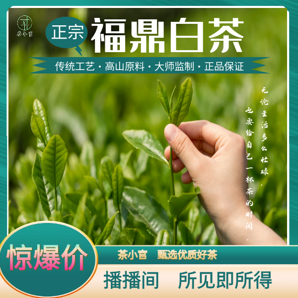 【临时链接】 福鼎白茶 首春功夫
