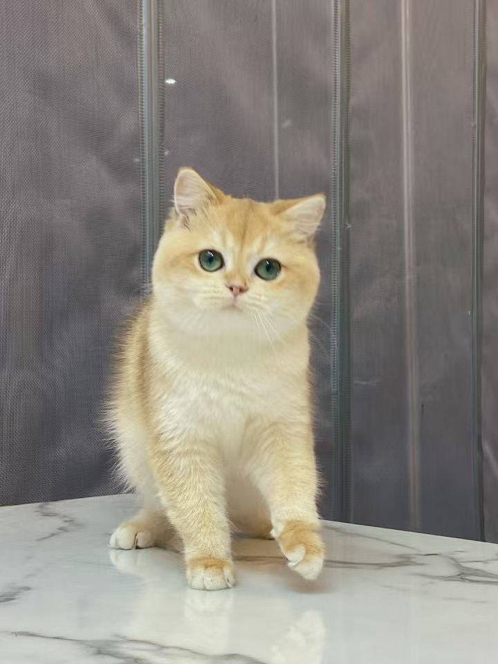英短金渐层小猫咪碧绿眼胖嘟嘟可爱宠物猫
