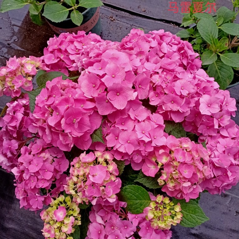 【穴盘苗 】品种大花绣球基地直发（3颗包邮）