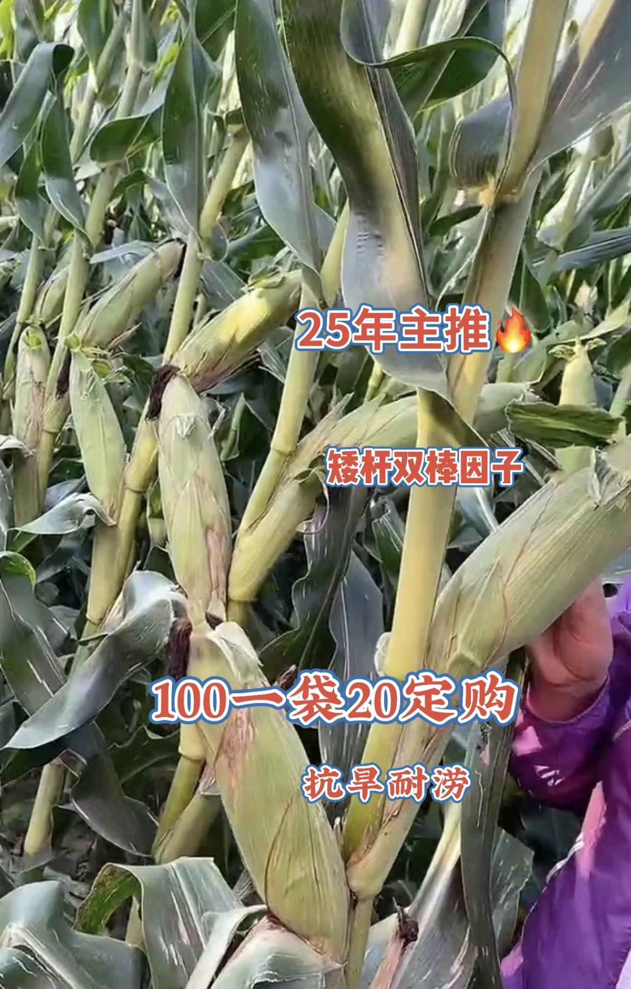 绿植大棒玉米新种（东）