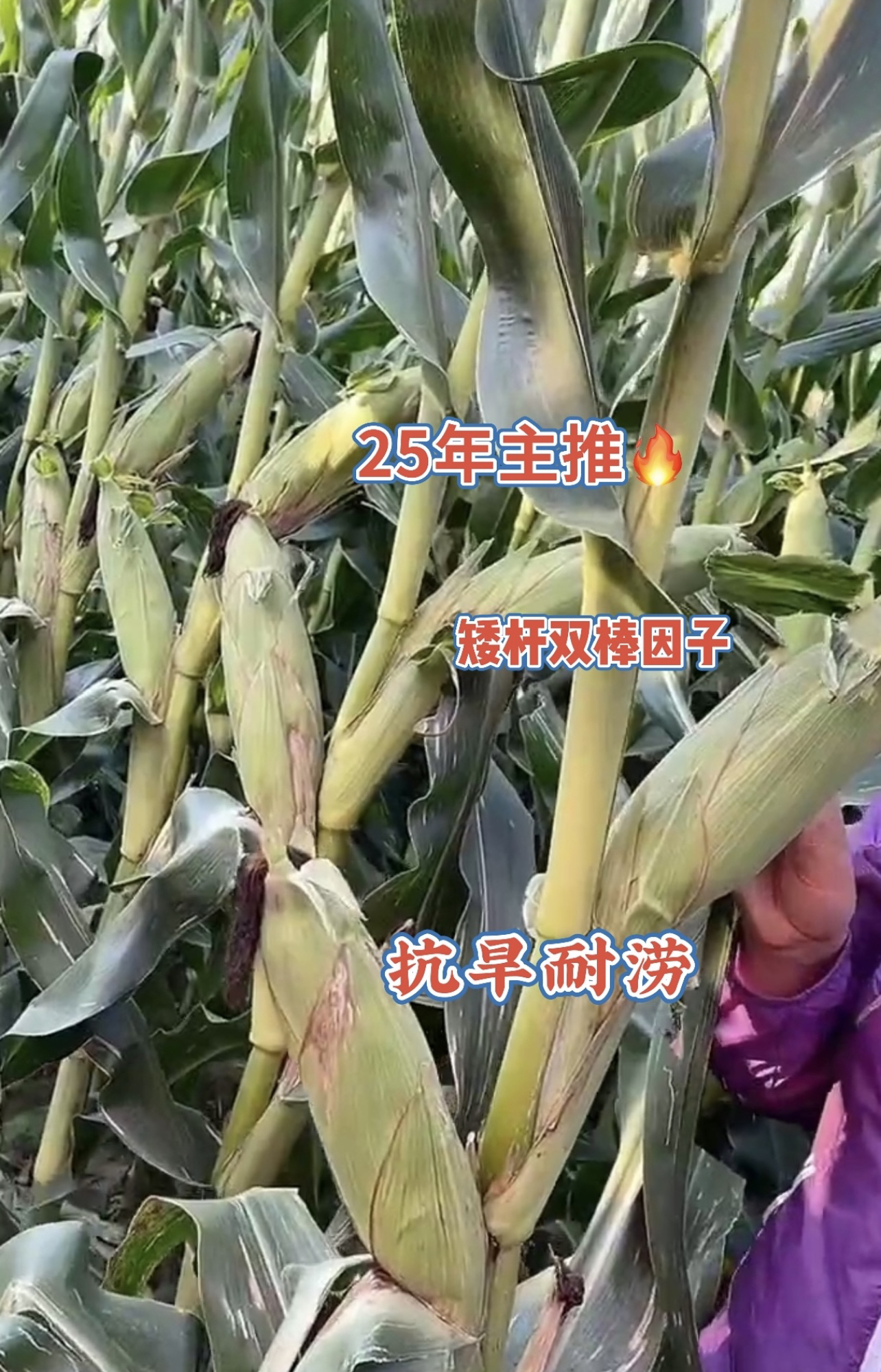 绿植 大棒玉米（爽）