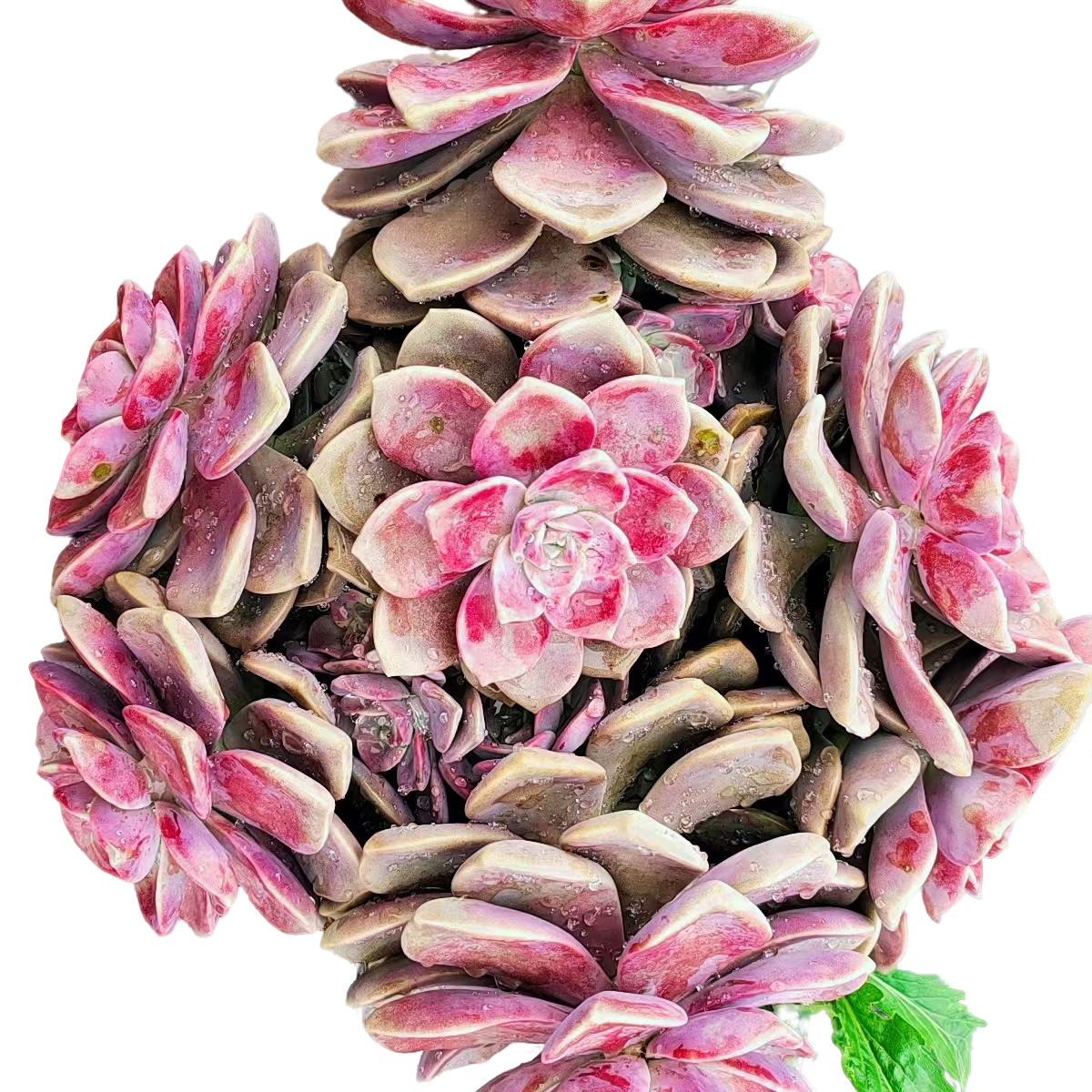 地栽大紫乐30公分+ 新手好看好养 云南昆明发货 精品多肉绿植