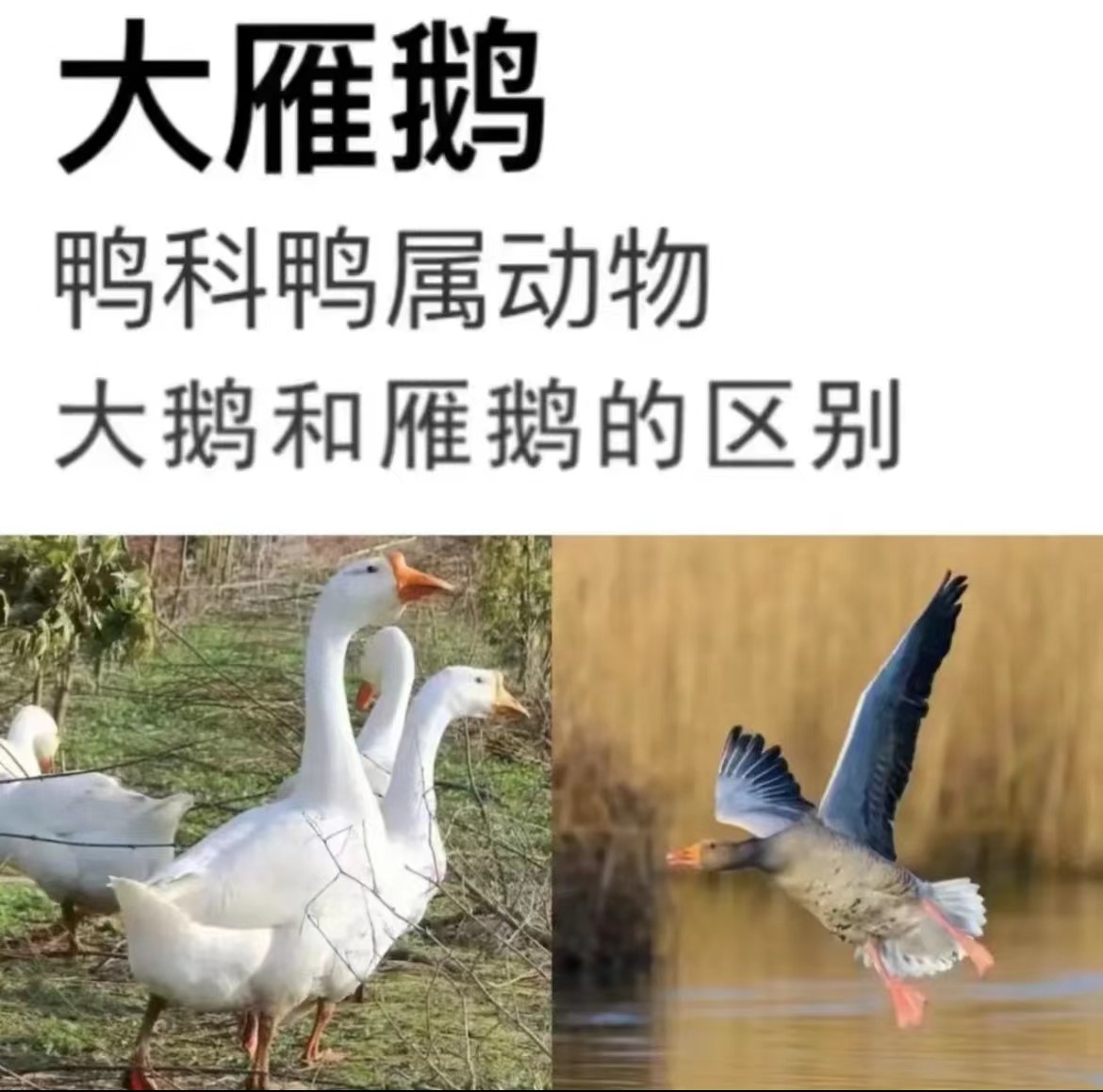 【买一只送一只】 散养大雁鹅 单只3.6斤左右 白条鹅冷冻发货D