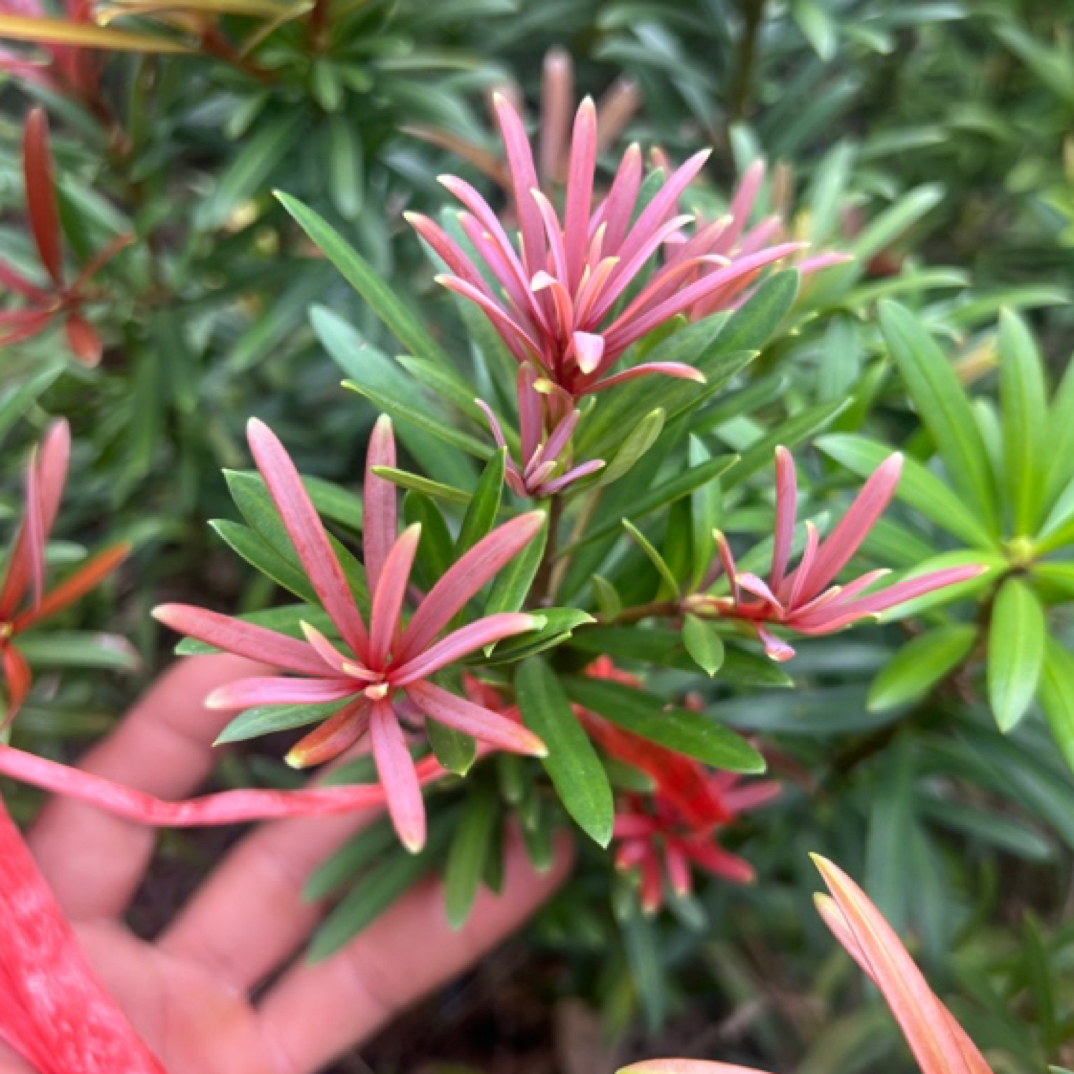 蓝宝石红芽罗汉松春花栀子花（直播间一物一拍）