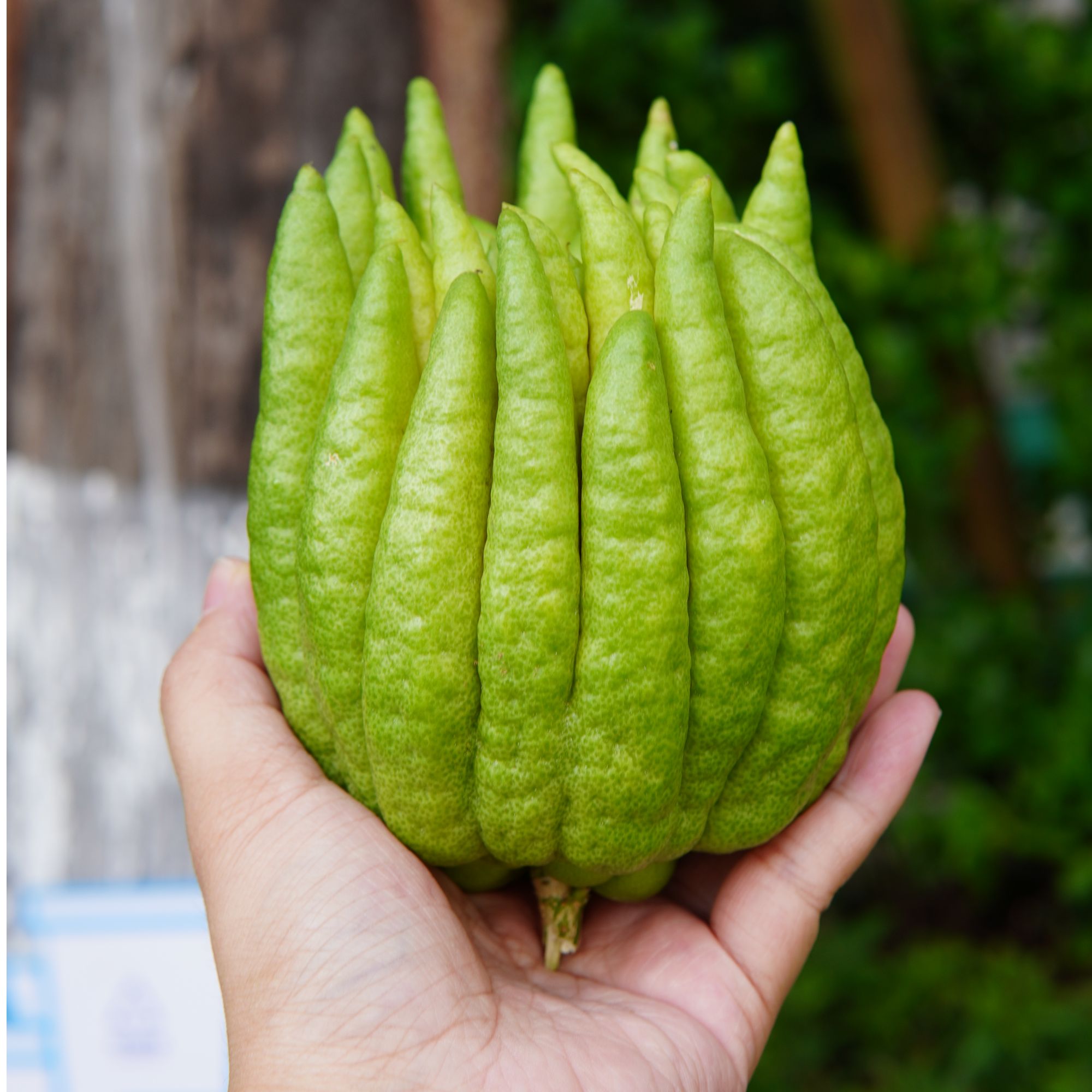云南佛手柑盆景观赏闻香清供观果花卉绿植超大莲花高山佛手果送礼