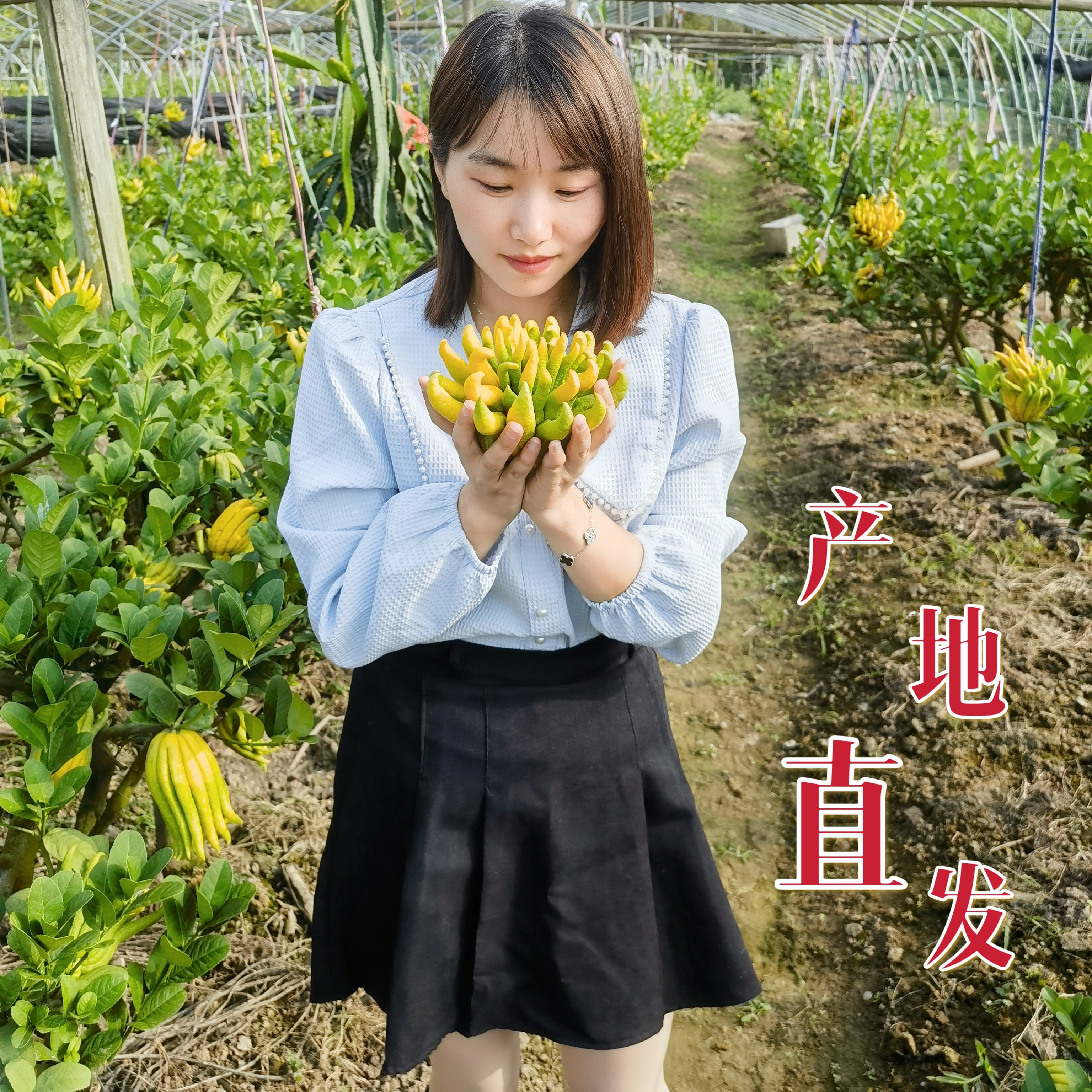 【一物一拍】正宗金华佛手果新鲜佛手柑闻香摆盘清供现摘现发金佛手