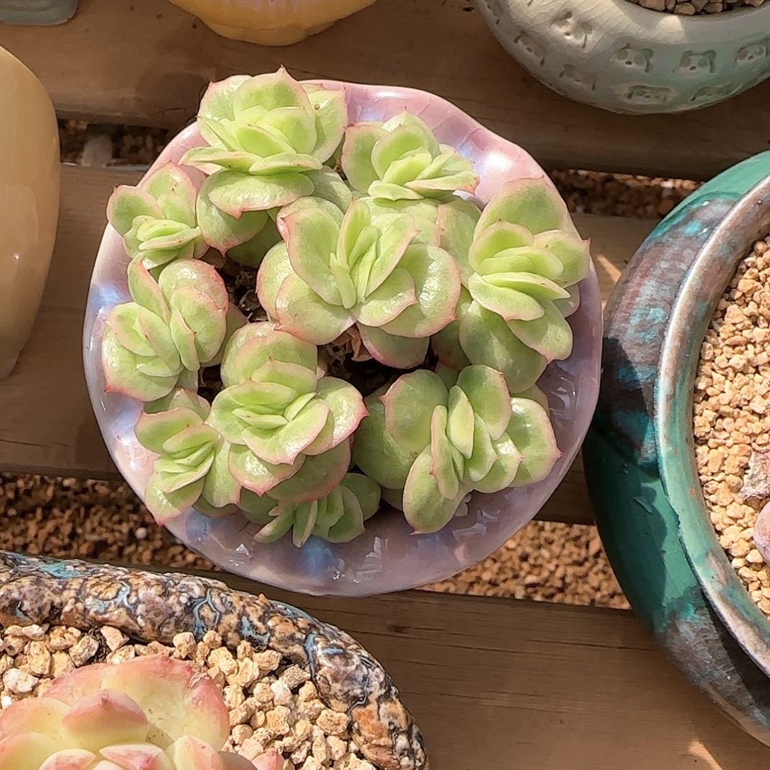 精品多肉 冰玫瑰锦