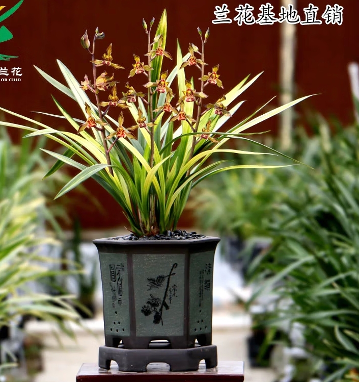 墨兰老种兰花盆栽铭品黄金如意开花浓香好养易栽培绿植花卉盆栽